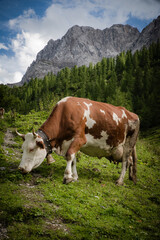 Fototapeta na wymiar Kuh, Alpen, Berge, Kühe