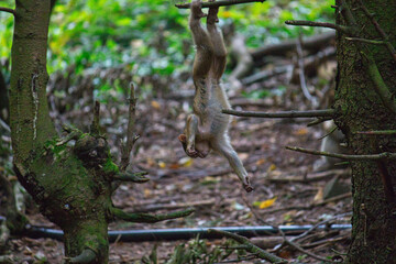 baby ape climbing on tree