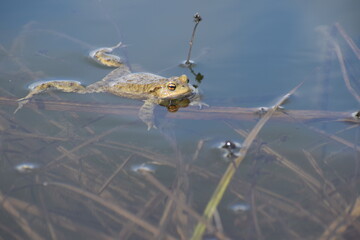 toad in the water in the spring 