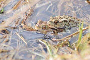 two toad in the water in the spring 