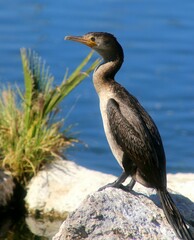 Cormorant on a Rock