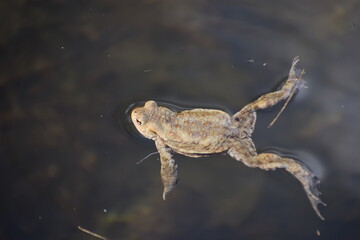 toad in the water in the spring 
