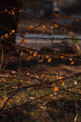 autumn leaves on the ground