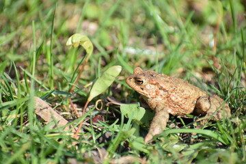 toad frog in the grass in the spring 