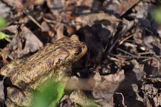 toad frog in the spring 