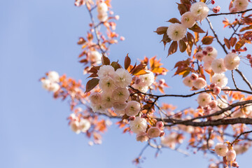 blossom in spring