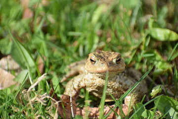 toad frog in the grass in the spring 