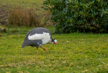 Black and white spotty guinea fowl farm bird pecking at seed in the grass