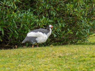 Black and white spotty guinea fowl farm bird pecking at seed in the grass