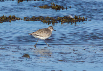 Grey plover on the edge of the shore feeding in the water and the seaweed in the sunshine, running through the water
