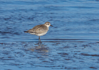Grey plover bird, gray plover wading sea bird on the shoreline in the water feeding in the sunshine amongst the seaweed