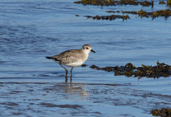 Grey plover wading bird on the edge of the shore feeding in the sunshine in the seaweed in the water