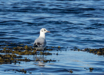 World's smallest gull, little gull, feeding at the side of the shoreline in the water and the seaweed in the sunshine 