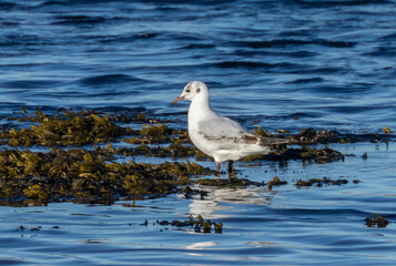Little gull, smallest gull in the world, tiny bird, dainty, feeding at the edge of the shore in the water and seaweed