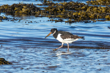 Oyster catcher wading bird feeding on the shore in the mud, blue water and sunshine 