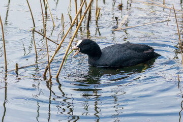 Black and white coot in the loch feeding on reeds