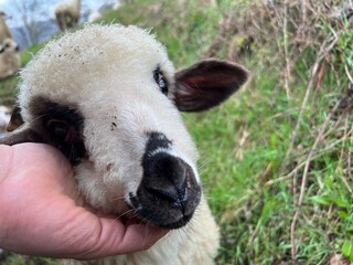 Lamb portrait. Face of a lamb held in the palm.