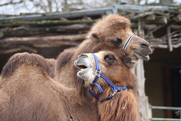 Kamele im Zoo