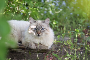 white cat with blue eyes in the spring 