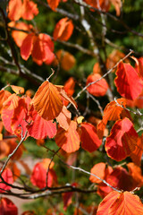 Zaubernuß mit toller Herbstfärbung