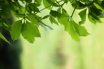 green leaves in sunlight