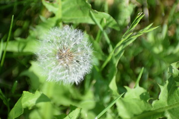 spring dandelion 