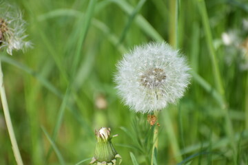 spring dandelion 