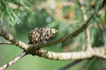 cones on a branch