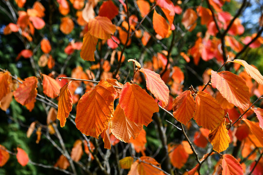 Zaubernu&szlig; mit toller Herbstf&auml;rbung
