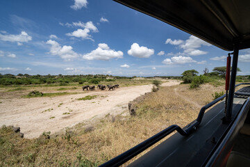 View of elephants in the distance, taken inside a safari vehicle, in Tarangire National Park...