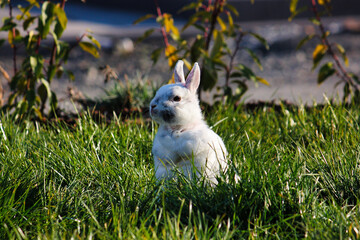 rabbit in the sun is looking