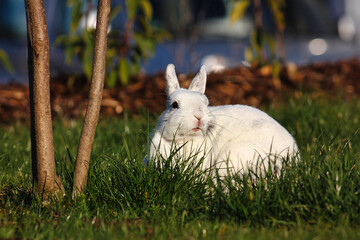 rabbit near a tree in the sun