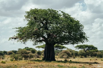 Foto op Canvas Beautiful Tanzania landscape with baobob tree, in Tarangire National Park Africa © MelissaMN