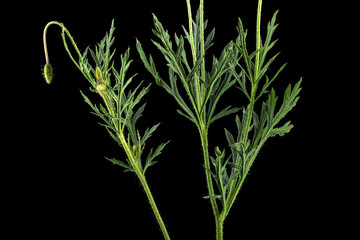 Green leaf and stem of poppy, lat. Papaver, isolated on black background