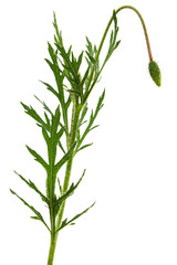 Green leaf and stem of poppy, lat. Papaver, isolated on white background