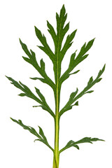 Leaf of poppy, lat. Papaver, isolated on white background