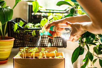 female hands spraying seedlings with water near window with natural light. The concept of home gardening. Growing seedlings at home for the new spring season