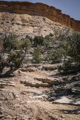 Rocky dirt trail through desert terrain lined with pine bushes in spring in central Utah near Goblin Valley under sandstone cliffs