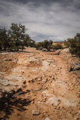 Rocky red dirt trail through desert terrain lined with pine bushes in spring in central Utah near...