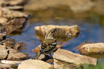 A female, Chaffinch (Fringilla coelebs) by the pond.