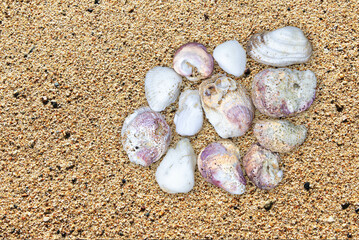 Sea shells on beach sand, top view