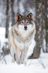 Fototapeta premium Portrait of Eurasian Canis Lupus Wolf standing on snow