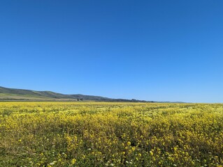 Fototapeta premium Cowell Ranch State Beach farm field landscape, wildflower farm field, Half Moon Bay coastal farm field