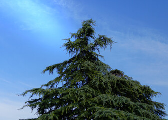 The canopy of an evergreen pine in front of a blue sky