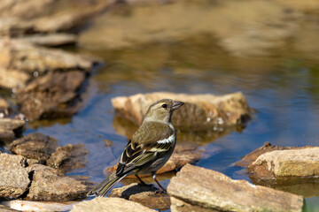 A female, Chaffinch (Fringilla coelebs) by the pond.