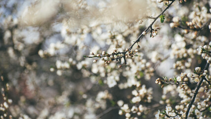 the flowers on the tree branches are just beginning to bloom