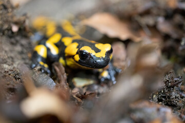 The fire salamander (Salamandra salamandra gigliolii).  A subspecies of salamadra that lives along the Italian Apennines.