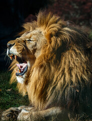 The side view of a male lion's head. The lion has its mouth open with teeth and tongue showing. You...