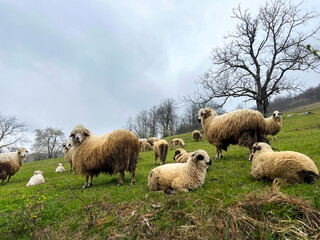 Fototapeta premium Sheep and lambs in the barn. The sheep are resting.