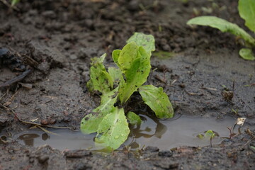Młoda sałata delikatnie ubrudzona błotem rośnie w szklarni